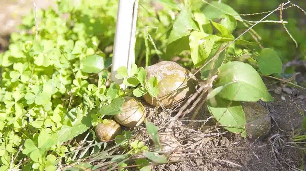 アンデスレッド