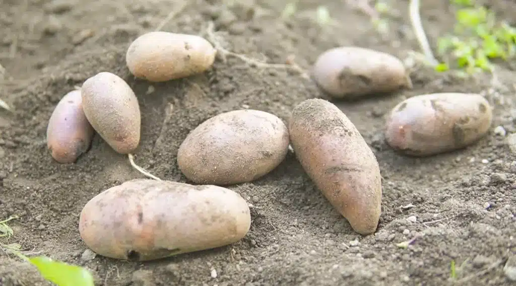 畑で収穫したアンデスレッド